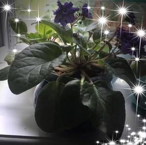 Meet your Posher, Nanette